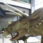 triceratops